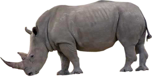 Rhino PNG-24811